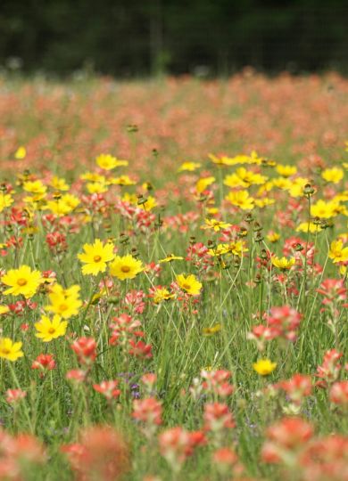 Crossings on Marsh wildflowers